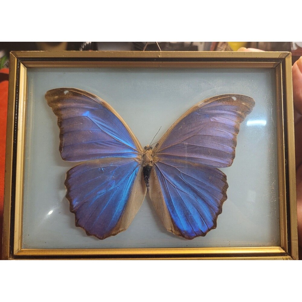 Vtg Blue Morpho Real Specimen Convex Framed Brazil